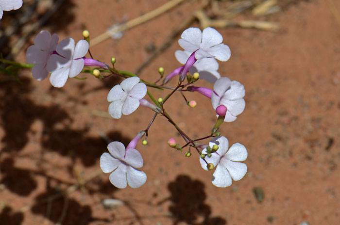 Gilia Beardtongue has showy flowers, pink or whitish-pink that bloom from May to October. Penstemon ambiguous